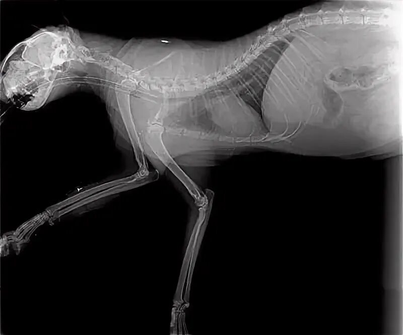 Рентген кота фото Cats Xray Pictures Cat anatomy, Cat reference, X ray