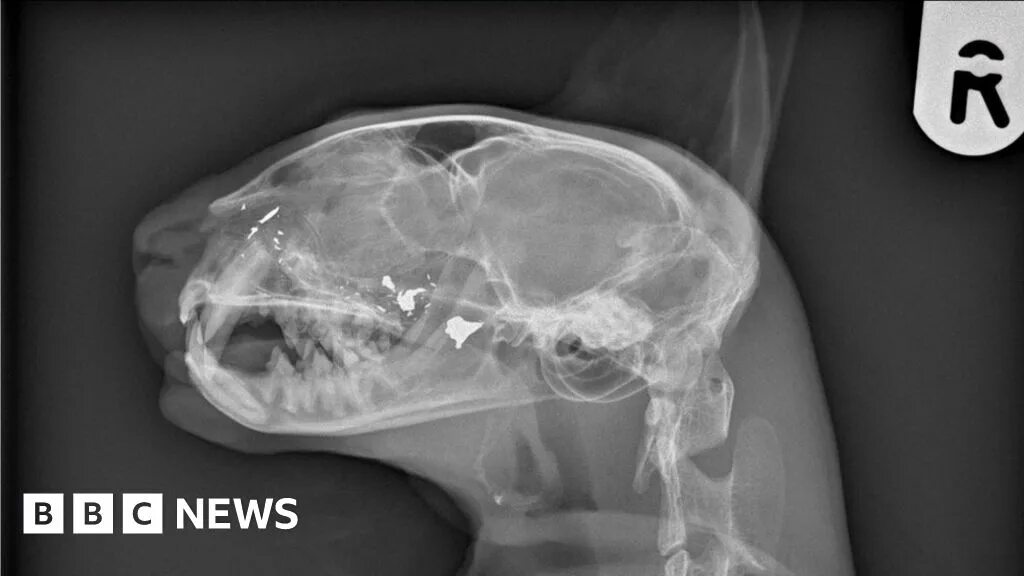 Рентген кота фото Cat shot through nose with airgun in West Lothian - BBC News