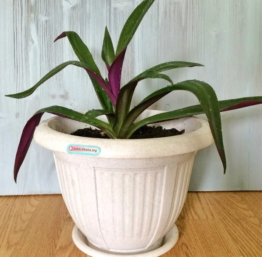 Tradescantia Nanouk Indoor Plant Delivered