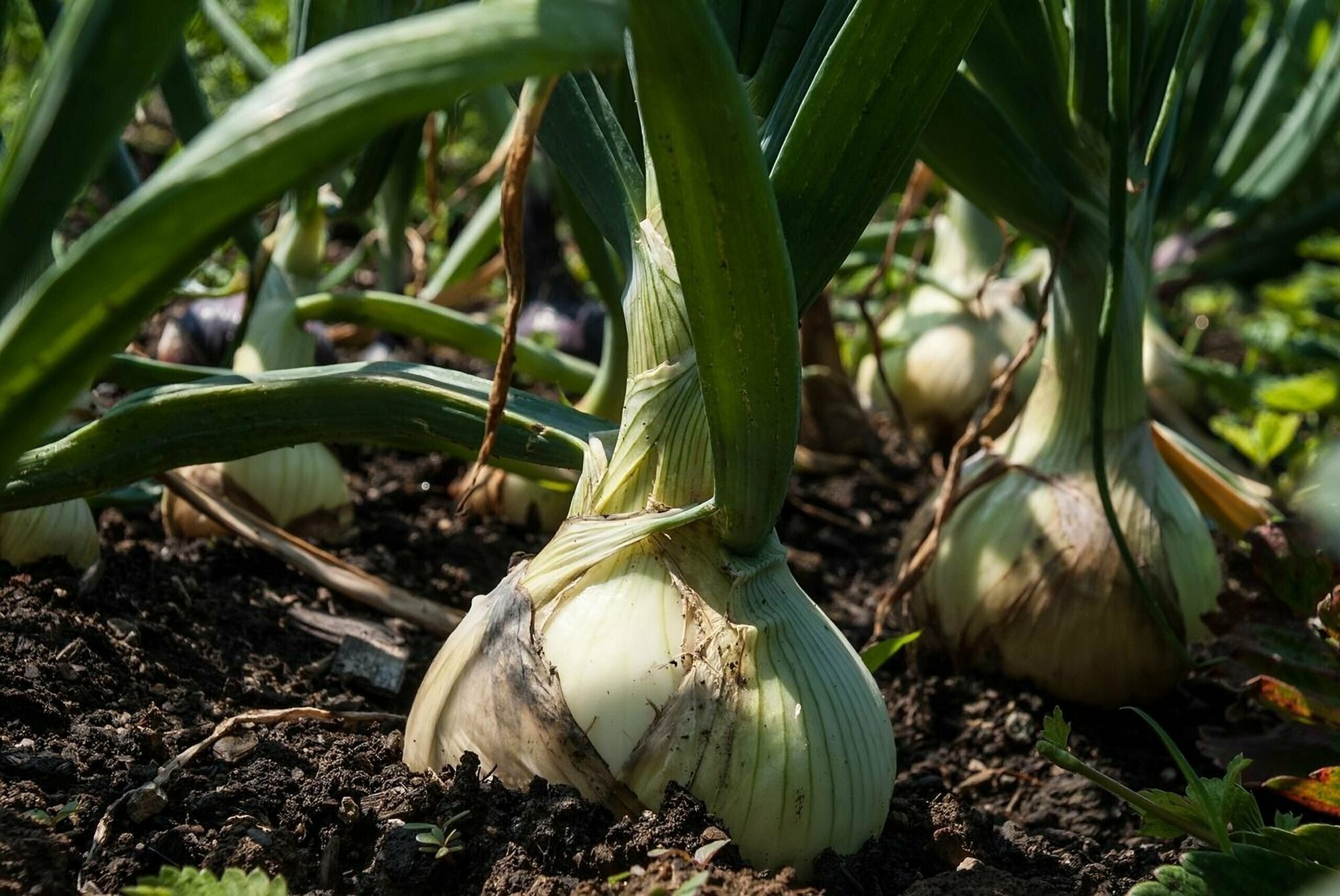 Onion Field Images - Browse 65,022 Stock Photos, Vectors, and Video Adobe Stock