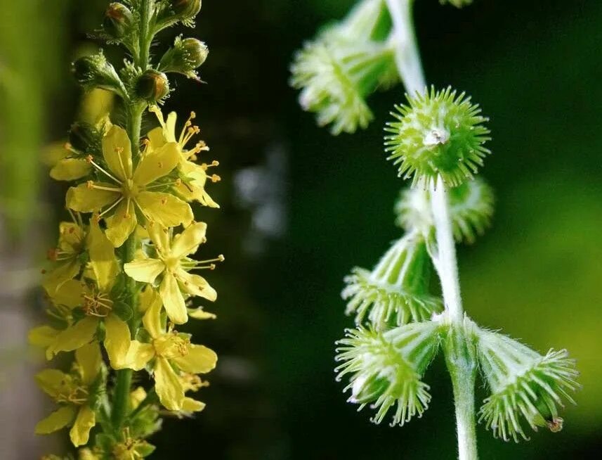 Репешок семена фото Agrimonia eupatoria-perennial member of rose family. Flowering stalk reach 2-4 f