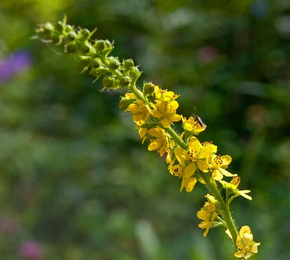 Репешок трава фото как выглядит Agrimonia pilosa - Image of an specimen - Plantarium