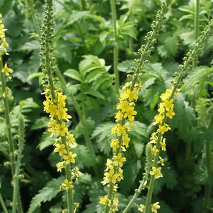 Репешок трава противопоказания фото Agrimony Seeds (Agrimonia eupatoria) + FREE Bonus 6 Variety Seed Pack - a $30 Va