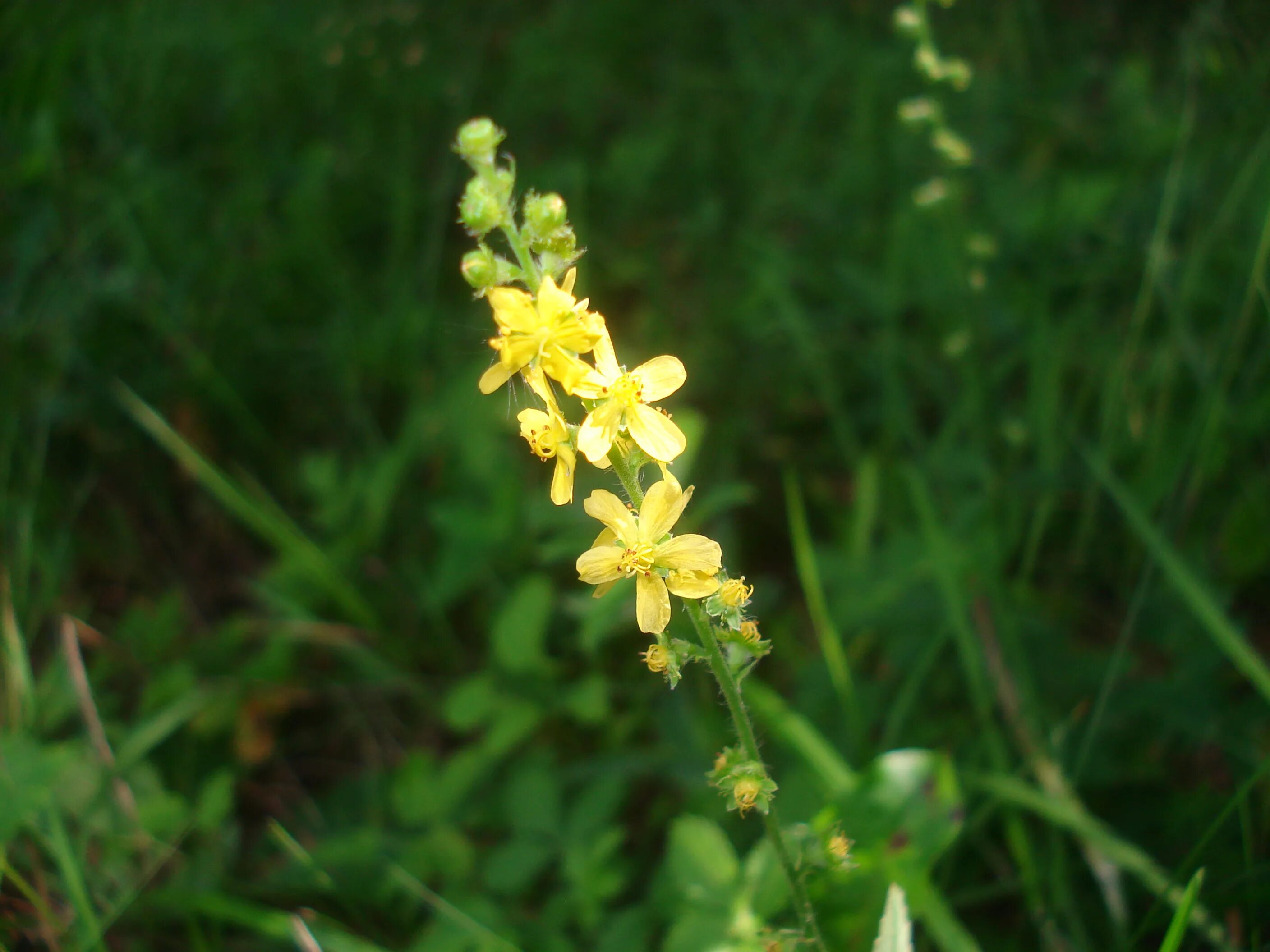 Репешок трава противопоказания фото File:Agrimonia eupatoria 05.JPG - Wikimedia Commons