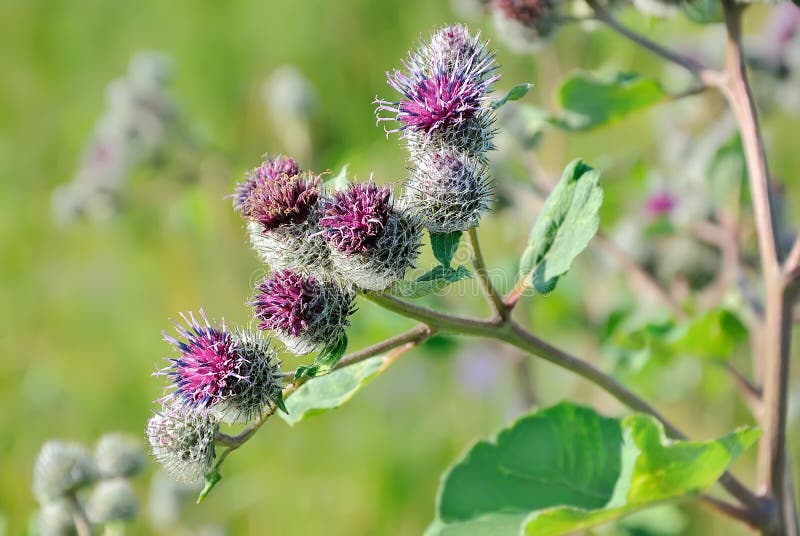 Репейник цветущий фото Great Burdock Arctium Lappa Flower Stock Image - Image of burdock, flora: 138901