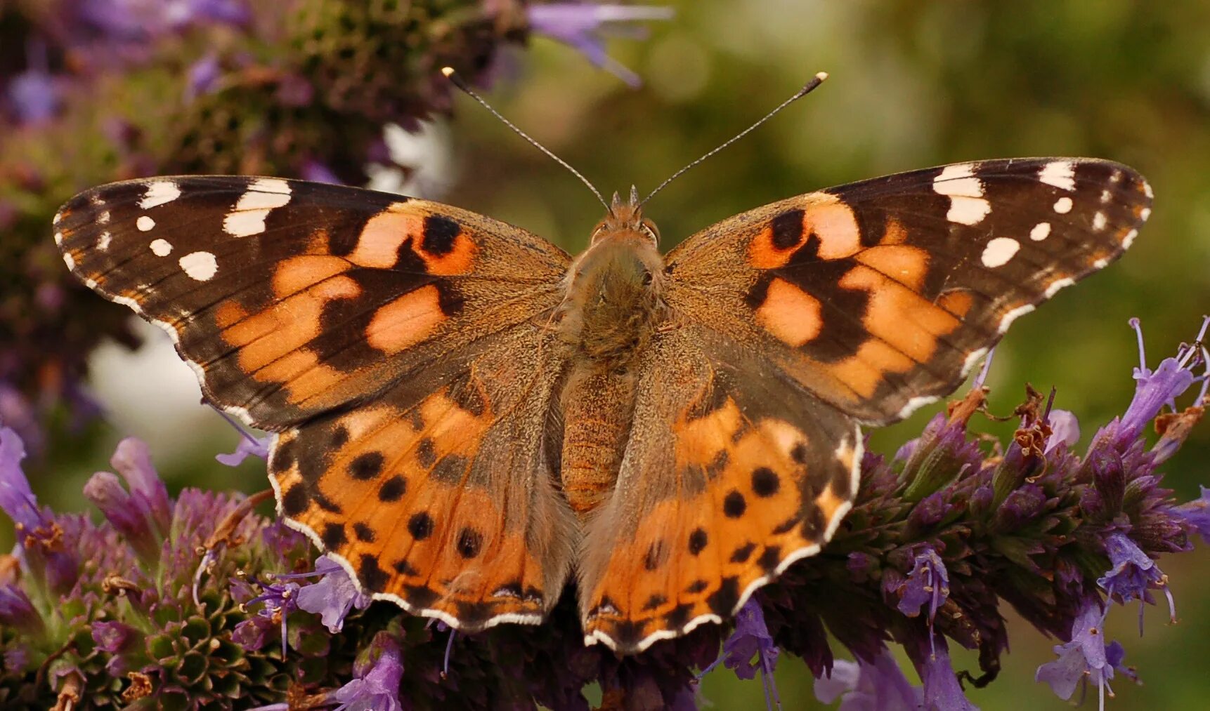 UK could be seeing a once-in-a-decade painted lady butterfly influx Express & St