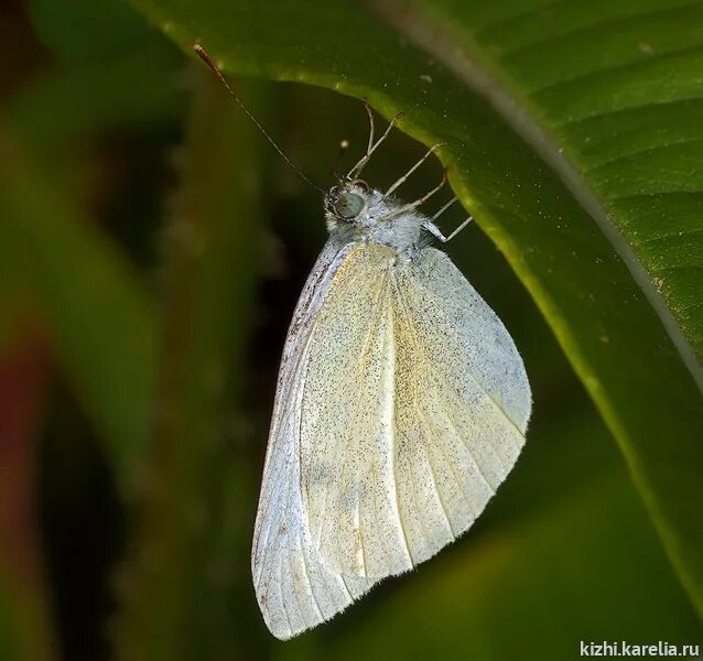 Репница фото семени Репница - Pieris rapae (Linnaeus, 1758) - Бабочки Природа кижских шхер Музей-зап