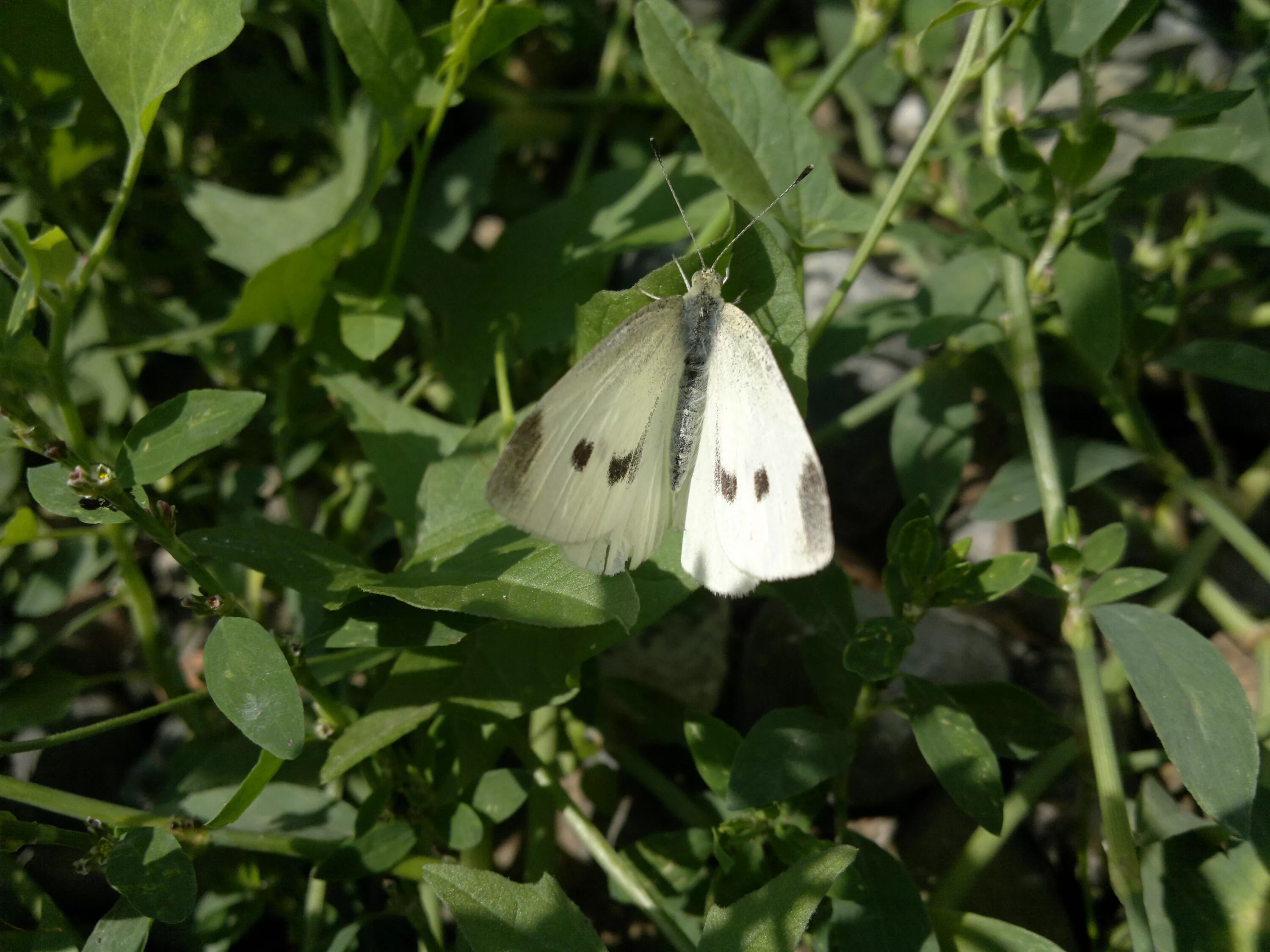 Репница фото семени MacroID.RU - В траве сидит.