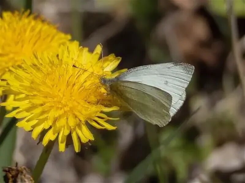 Репница фото семени Фотокаталог членистоногих: Белянка репная (Pieris rapae)