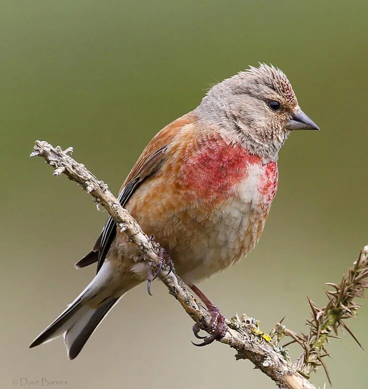 Реполов птица фото common linnet Linnet, Beautiful birds, Pet birds