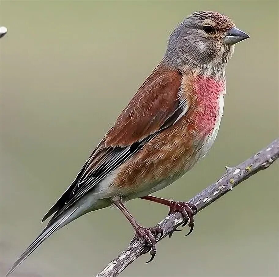 Реполов птица фото Common Linnet (Linaria Cannabina) Beautiful birds, Bird, Small birds