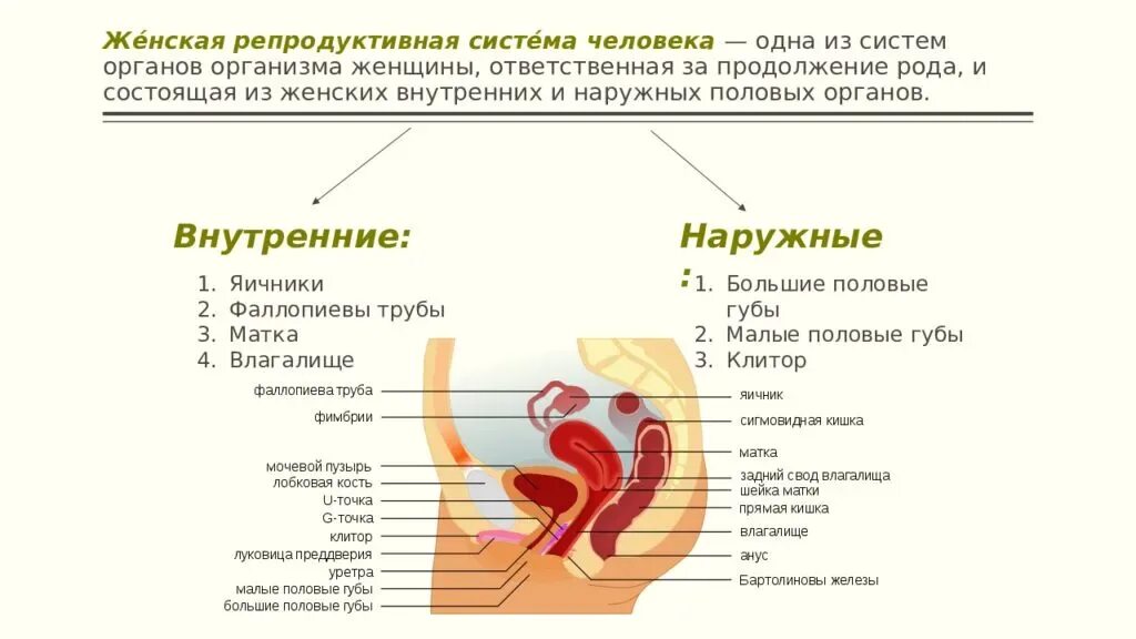 Репродуктивная система женщины фото Схема женской половой системы