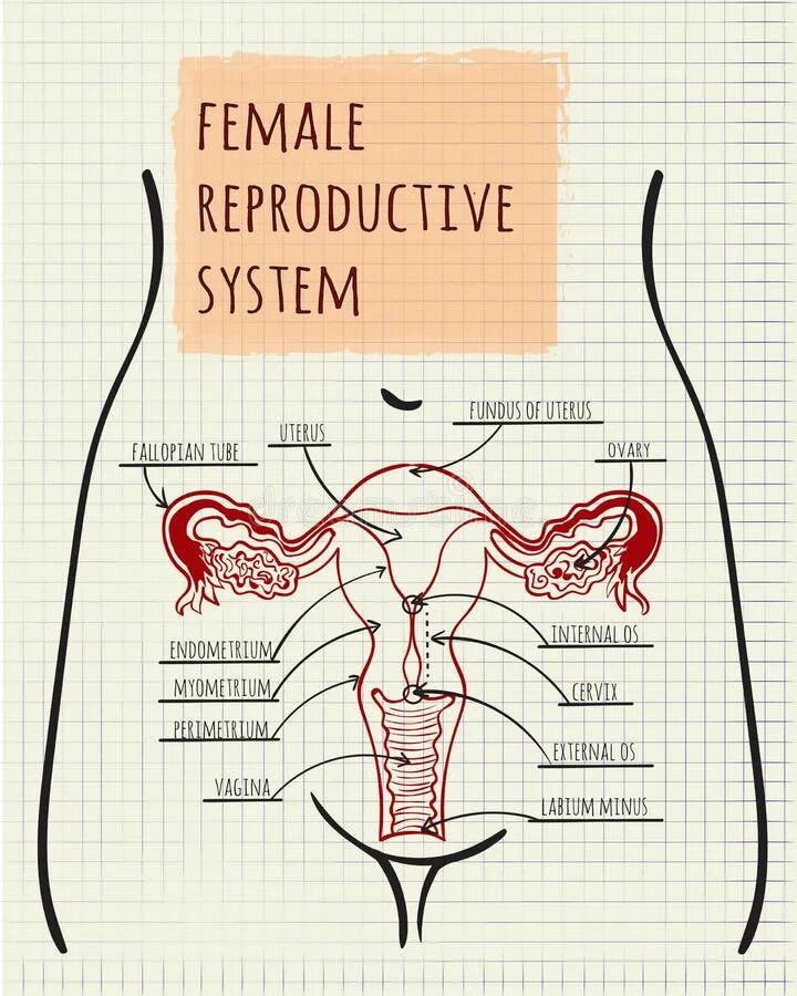 Репродуктивная система женщины фото Diagram of the Female Reproductive System Stock Vector - Illustration of student