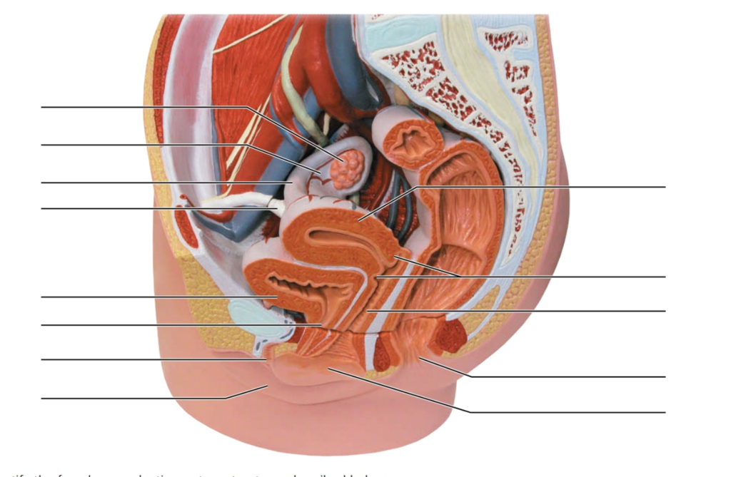 Репродуктивная система женщины фото Review Sheet 42 Gross Anatomy of the Human Female Reproductive System Diagram Qu