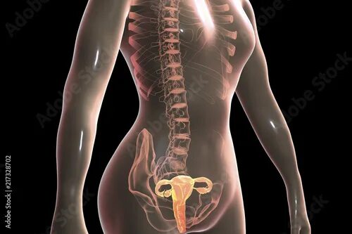 Репродуктивная система женщины фото Anatomy of female reproductive system, 3D illustration. Female gynecology organs