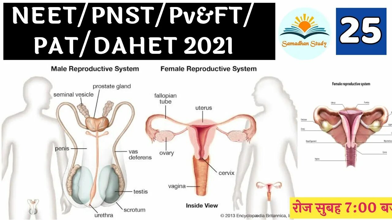 Репродуктивная система женщины фото Biology Live Class Reproductive System Class-25 NEET/PNST/Railway/SSC Choudhary 