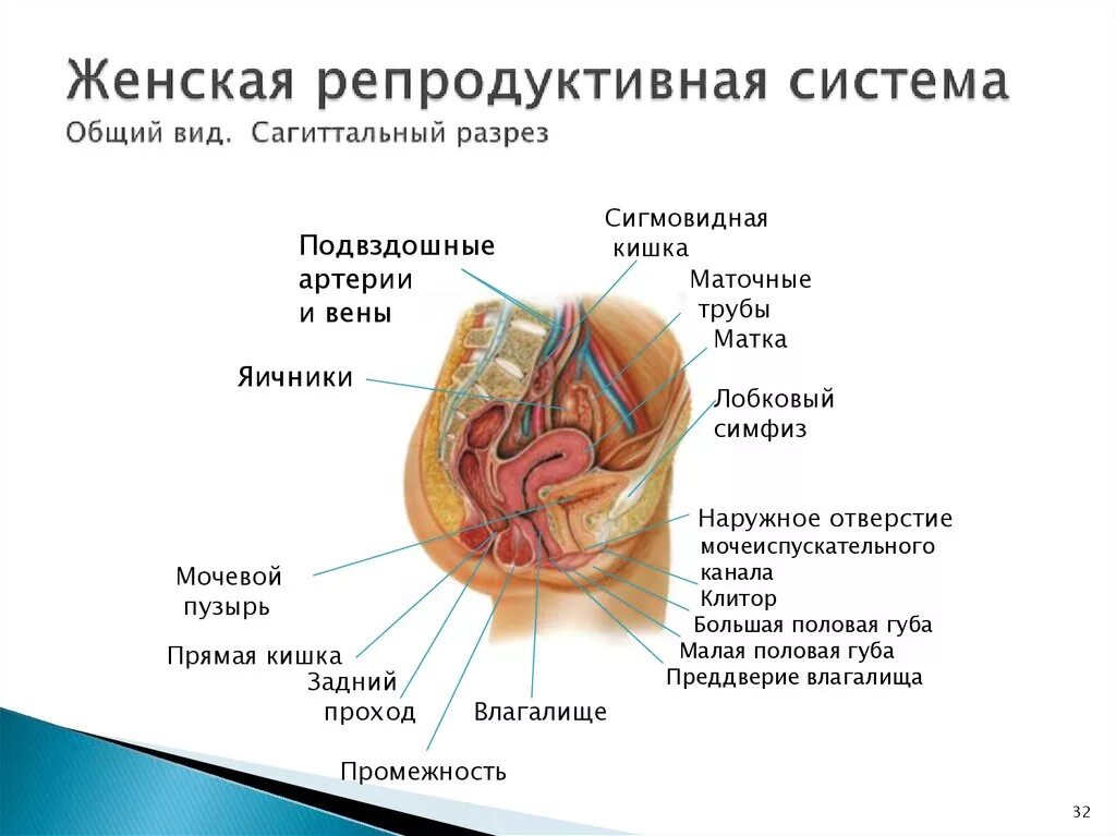 Репродуктивная система женщины фото Женская репродуктивная система презентация