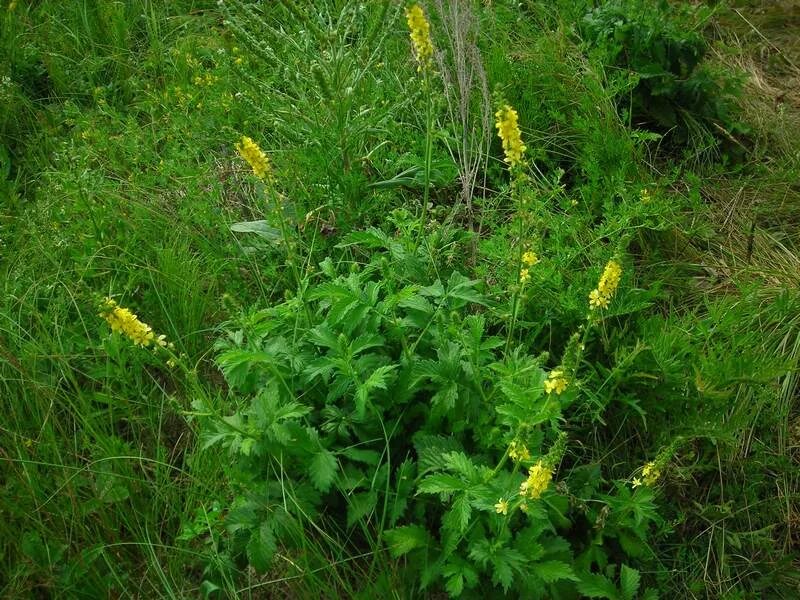 Репяшок трава фото Agrimonia eupatoria - Image of an specimen - Plantarium