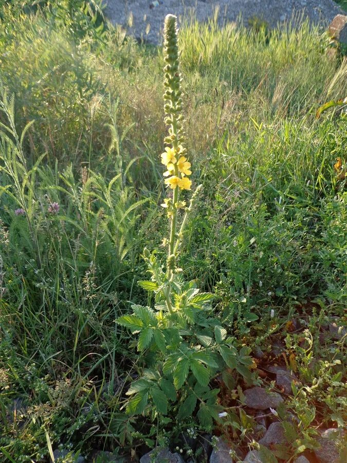 Репяшок трава фото Agrimonia eupatoria - Image of an specimen - Plantarium