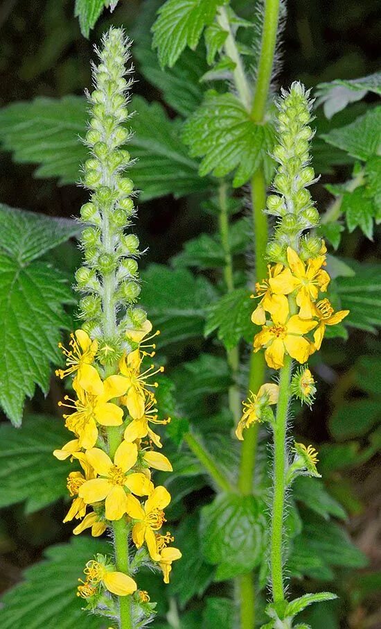 Репяшок трава фото Agrimonia eupatoria Wild flower meadow, Herbs, Healing garden