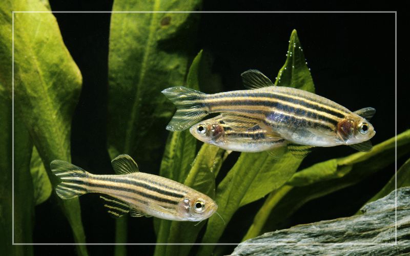 Рерио рыбки фото 13 Zebra Danio Tank Mates - List of Compatible Species