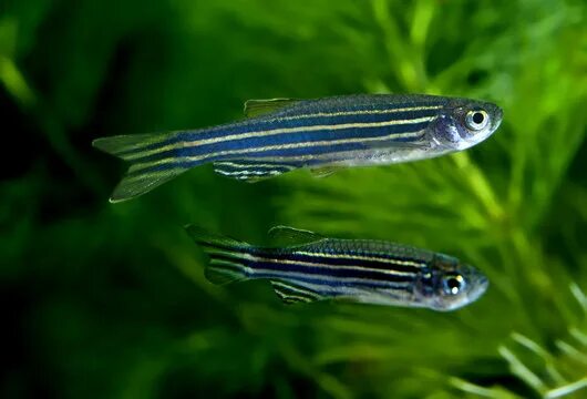 Рерио рыбки фото Danio Rerio Зображення - огляд 1,982 Стокові фото, векторні зображення й відео A