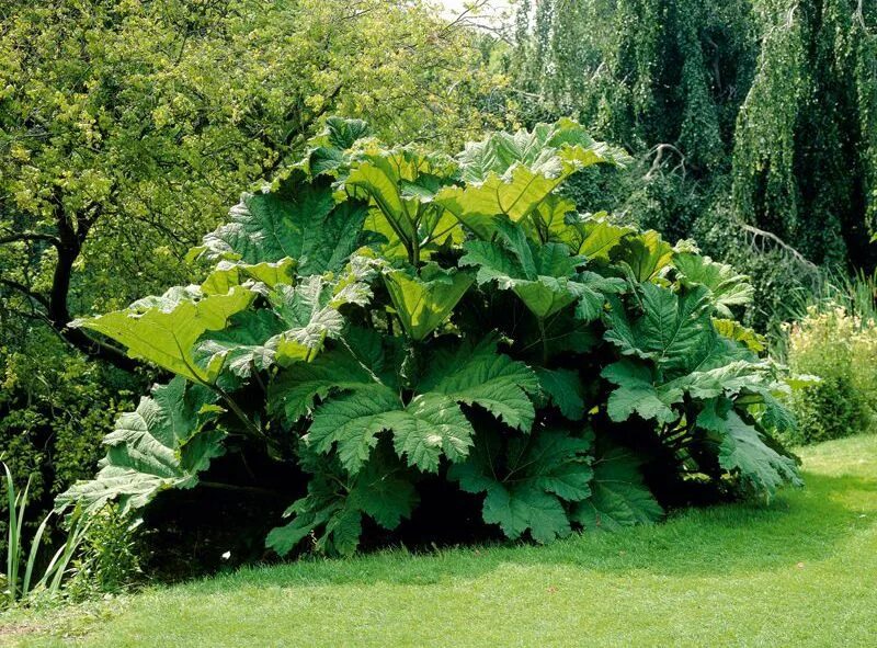 Rheum palmatum 'Atrosanguineum' Big leaf plants, Rhubarb plants, Perennials