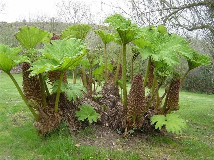 Ревень декоративный пальмовый фото PlantFiles Pictures: Gunnera Species, Brazilian Gunnera, Dinosaur Food, Giant Gu