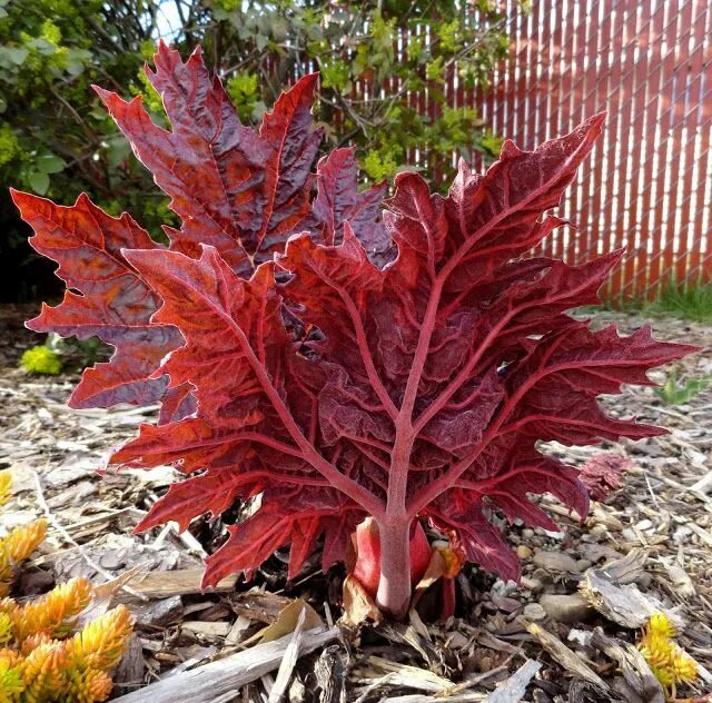 Ревень декоративный пальмовый фото ornamental rhubarb (Rheum palmatum) Garden, Dream garden, Foliage