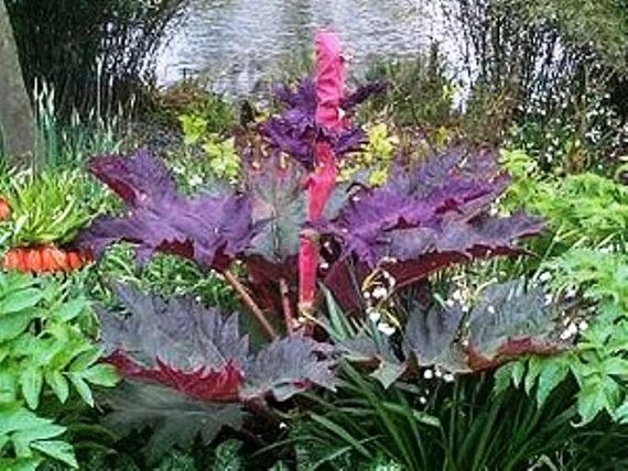 Ревень декоративный пальмовый фото CHINESE RHUBARB Rheum palmatum a.K.a Ornamental Rhubarb Rhubarb plants, Plants, 