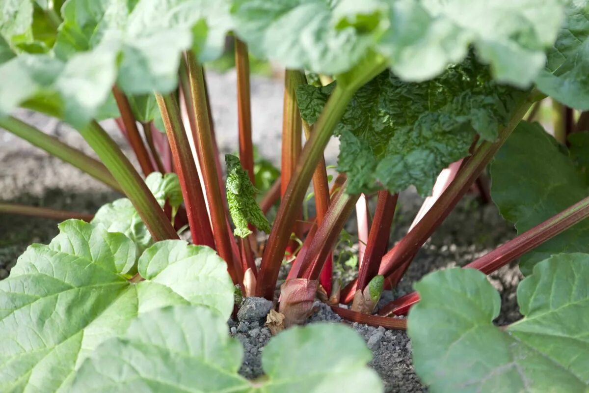 Ревень фото что это такое Episode 41: Growing Rhubarb In The South