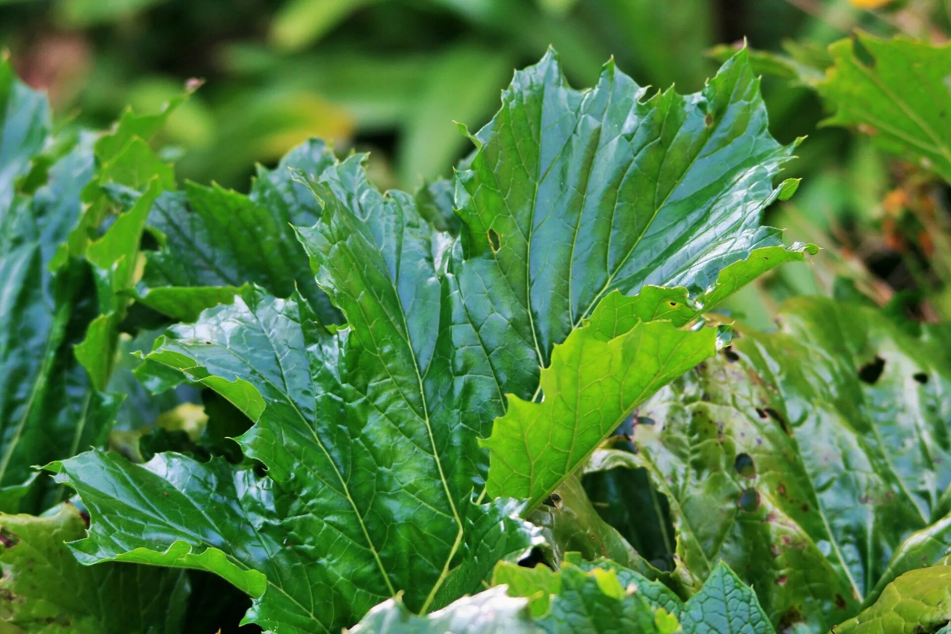 Ревень листья фото Edit free photo of Wild rhubarb,leaf,large,green,large leaf of wild rhubarb - ne