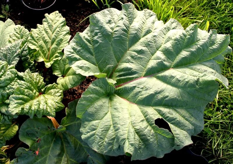 Ревень листья фото Rhubarb leaf stock image. Image of leaves, blossom, creeper - 115302035