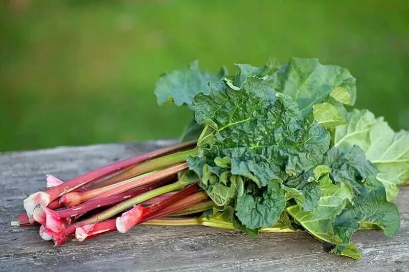 Ревень листья фото Amazon.com: Rhubarb Rhubarb