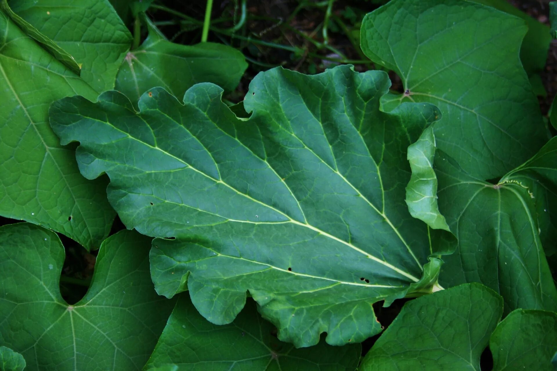 Ревень листья фото Leaf,rhubarb,green,toxic,stem - free image from needpix.com