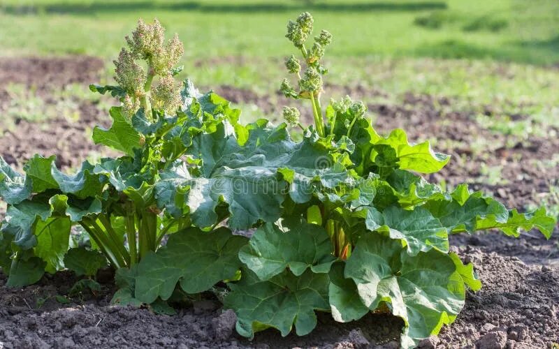 Ревень цветущий фото Flowering Rhubarb in Vegetable Garden Stock Image - Image of plant, agriculture: