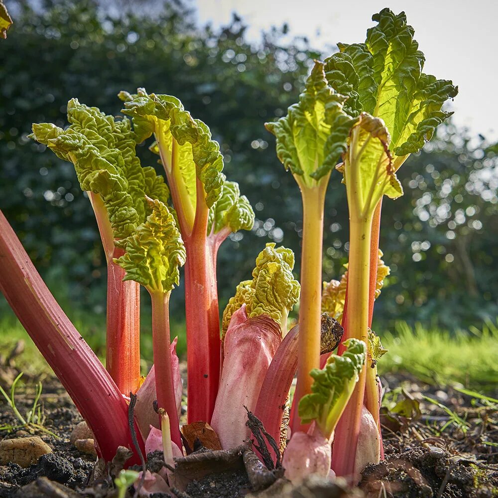 Ревень цветущий фото How to Grow Rhubarb - The Home Depot