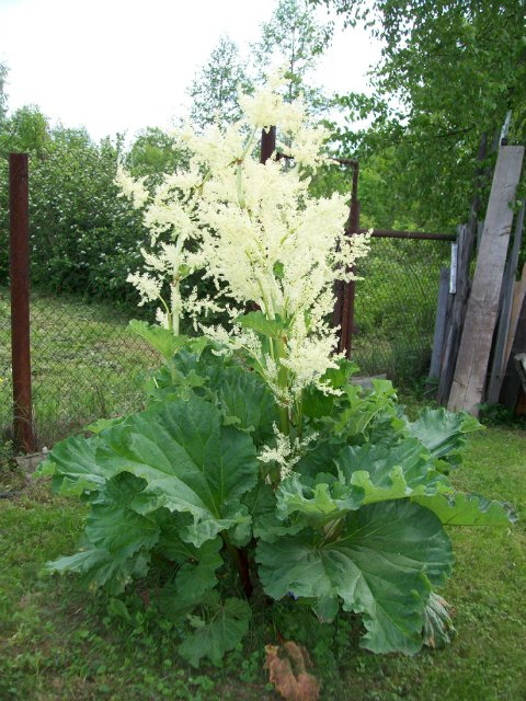 Ревень цветущий фото Сорта ревеня для еды и красоты, идея украшения сада уДачный выбор Дзен