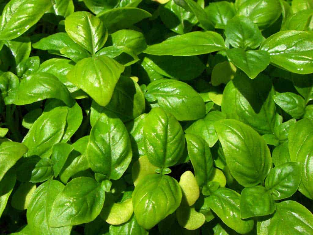 Рейхан трава фото My Mom Used Basil To Cure Cough. I’ve Made Her Share The Top 10 Uses for Basil