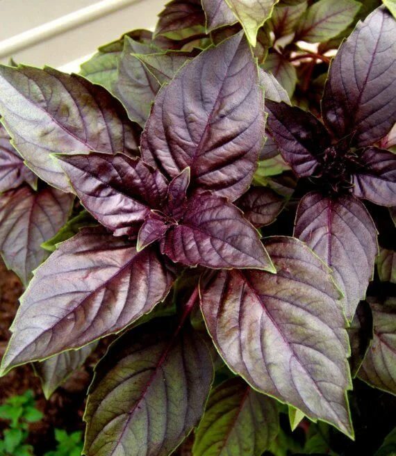 Рейхан трава фото Dark Opal Basil, Ocimum basilicum - https://www.terramatergardens.com/product/da