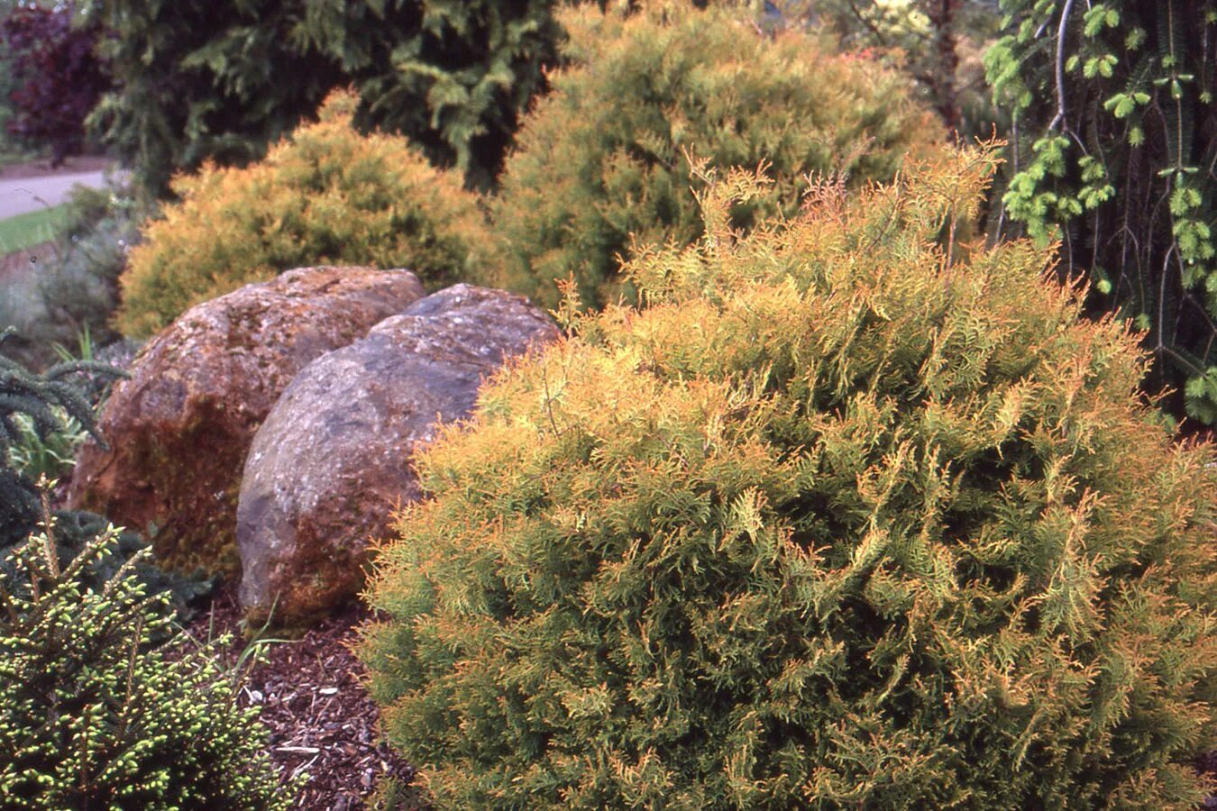 Рейнгольд туя описание размеры и фото Thuja occidentalis 'Rheingold' Landscape Plants Oregon State University