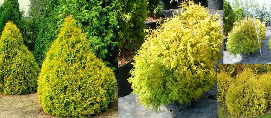 Рейнгольд туя западная фото Туя западная Рейнголд (Thuja occidentalis Rheingold)