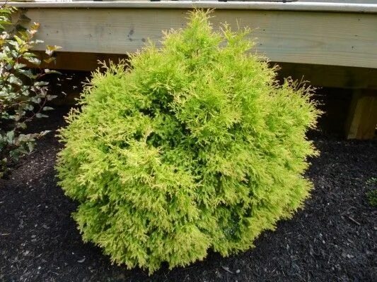 Рейнгольд туя западная фото Thuja occidentalis Rheingold distinctive when young through its dense g Thuja oc