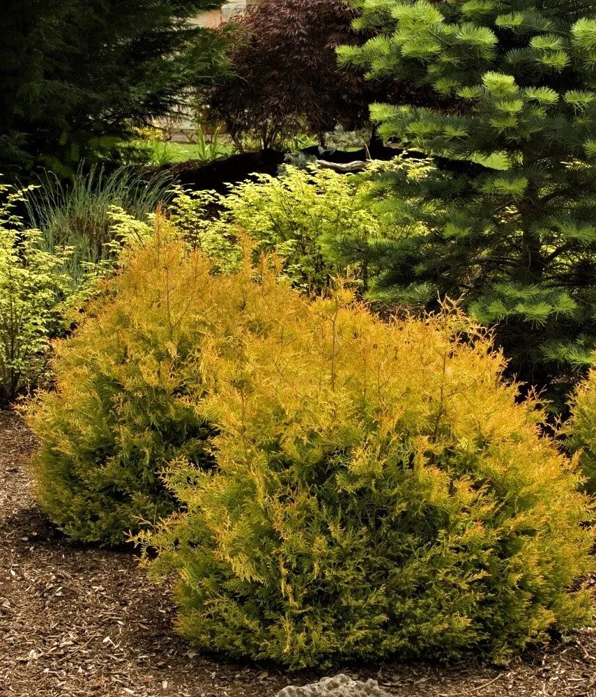 Рейнгольд туя западная фото Туя западная Рейнголд (Thuja occidentalis Rheingold) - Сад удачи, интернет-магаз