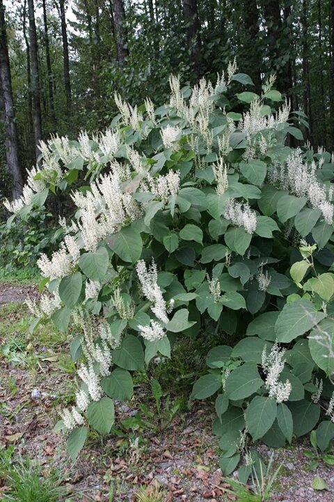 Рейнутрия фото и описание кустарника Reynoutria x bohemica (Polygonaceae)