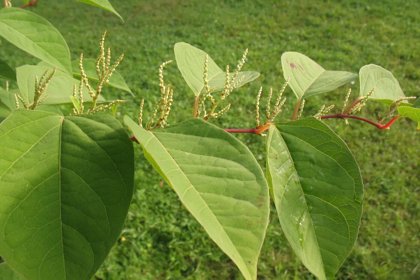 Рейнутрия фото и описание кустарника Reynoutria japonica - Изображение особи - Плантариум