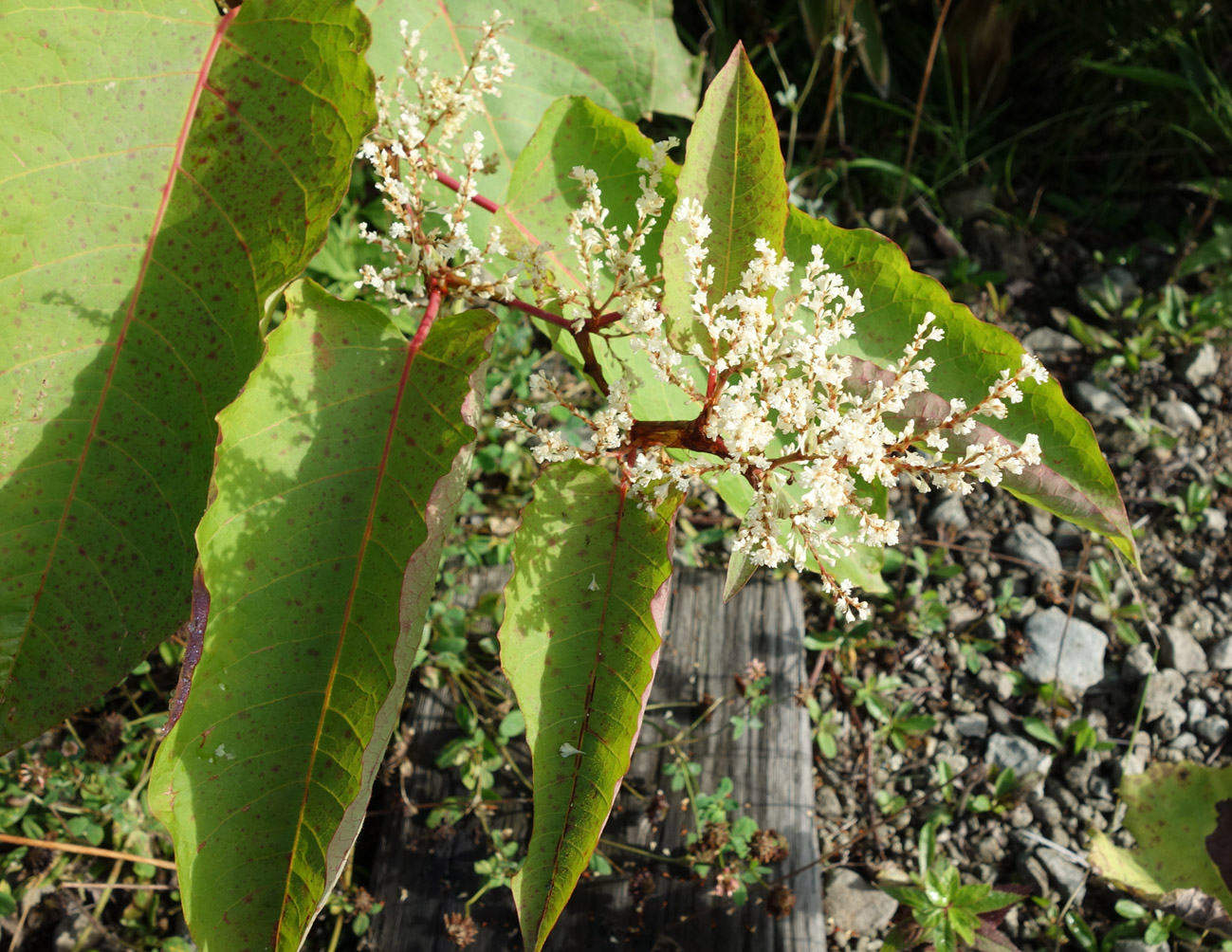 Рейнутрия сахалинская фото и описание кустарника Reynoutria sachalinensis - Image of an specimen - Plantarium