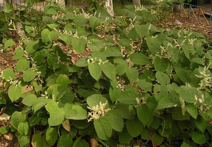 Рейнутрия сахалинская фото и описание кустарника Reynoutria japonica - Image of an specimen - Plantarium