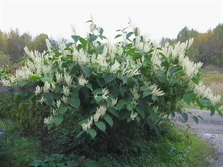 Рейнутрия сахалинская фото и описание кустарника Горец сахалинский Plants, Garden