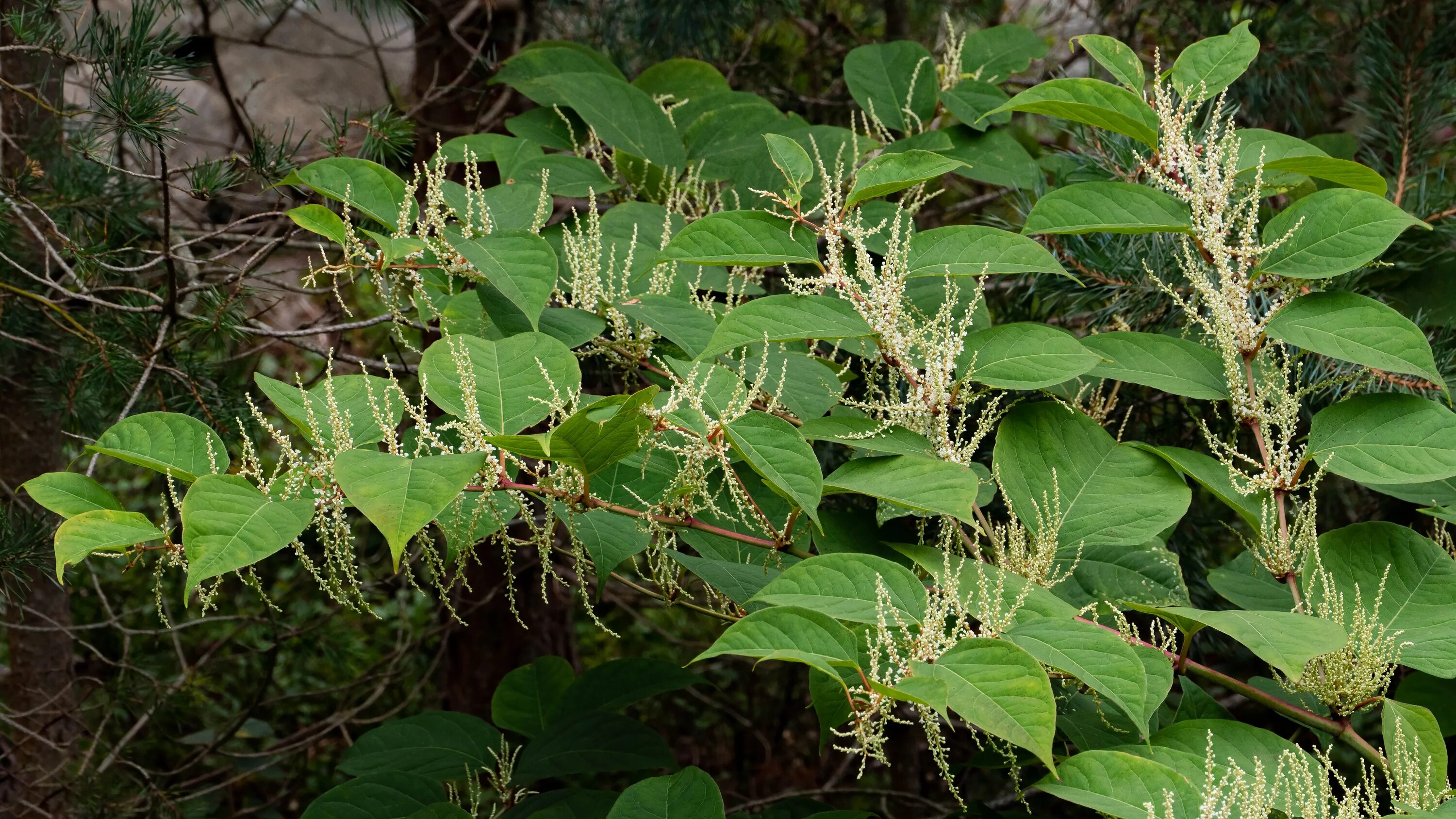 Рейнутрия сахалинская фото и описание кустарника File:Reynoutria japonica in Brastad 5.jpg - Wikimedia Commons